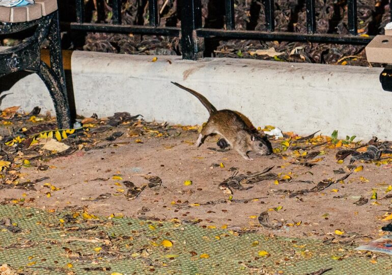 New York rats can have the coronavirus that causes covid-19, according to a study