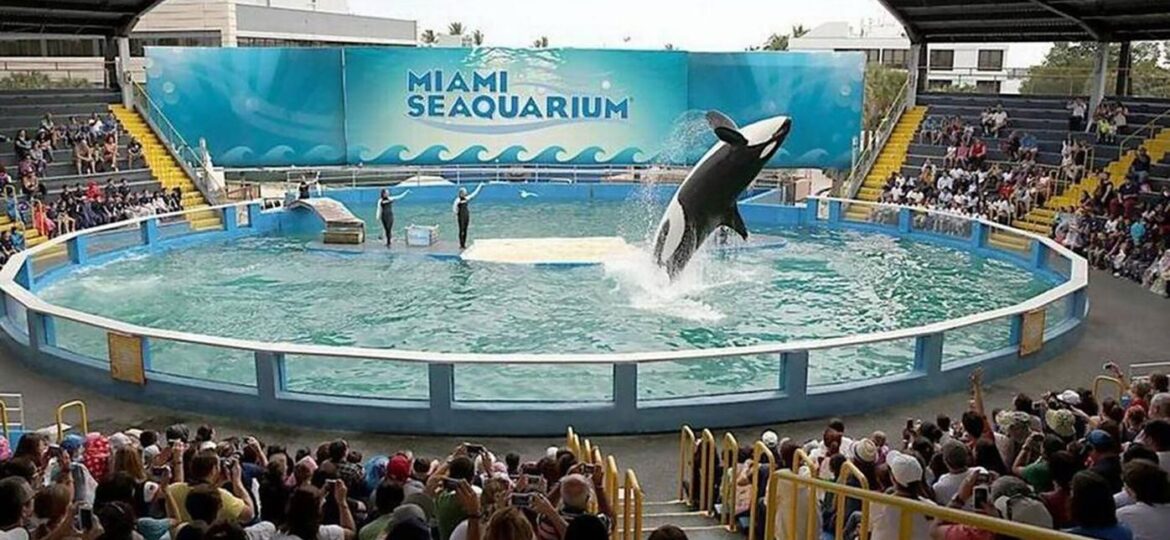 Orca Lolita to be released into her "home waters" after 50 years at the Miami Seaquarium