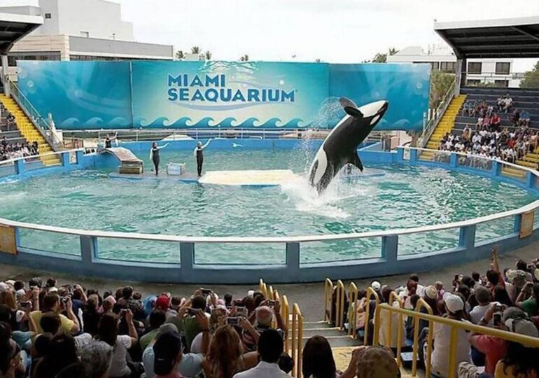 Orca Lolita to be released into her "home waters" after 50 years at the Miami Seaquarium