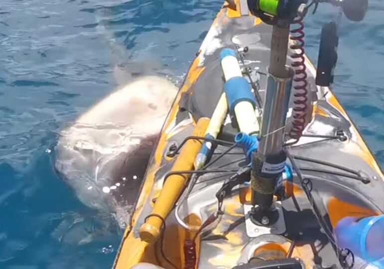 Shark attacks fisherman on kayak off Hawaii coast