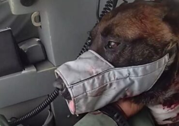 Las Vegas: Wounded police dog saved after officers rush him to hospital