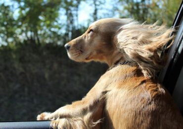 Florida animal welfare bill would ban dogs from sticking their heads out of a car window