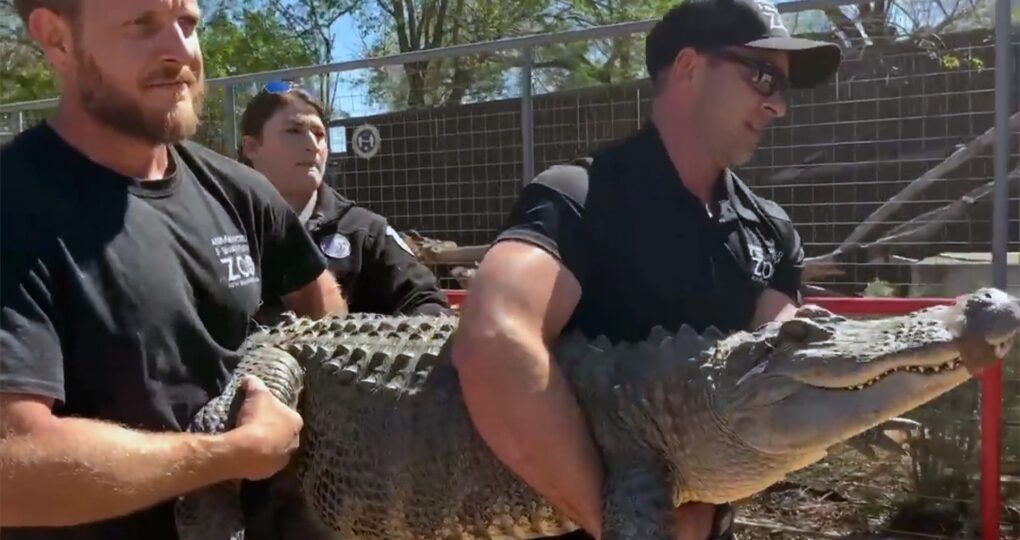 Alligator Reportedly Taken From Texas Zoo As A Baby Is Returned Nearly 20 Years Later
