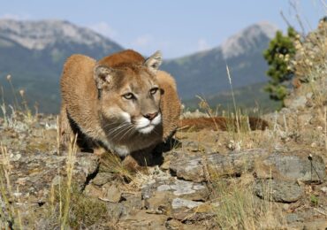 Mountain lion attacks two brothers, killing one and injuring the other